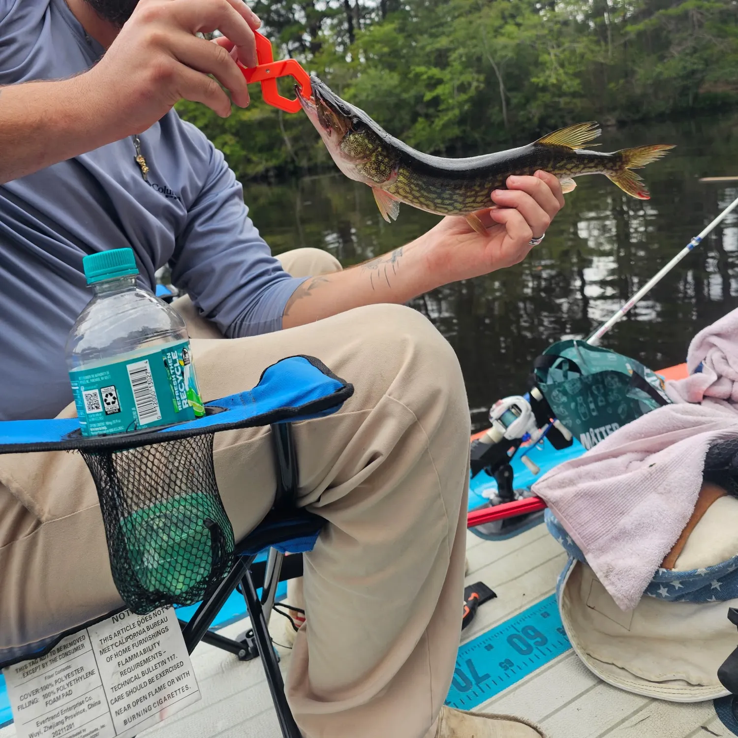 Grass pickerel caught on Fishbrain