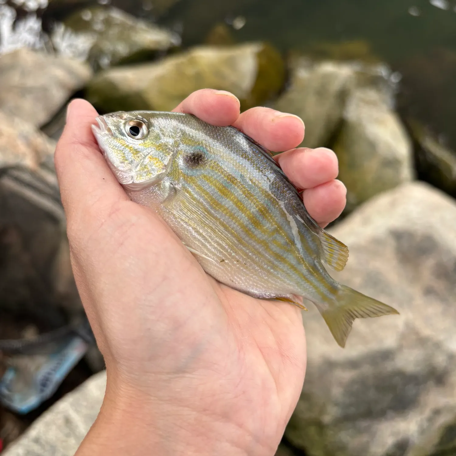 Pinfish caught on Fishbrain