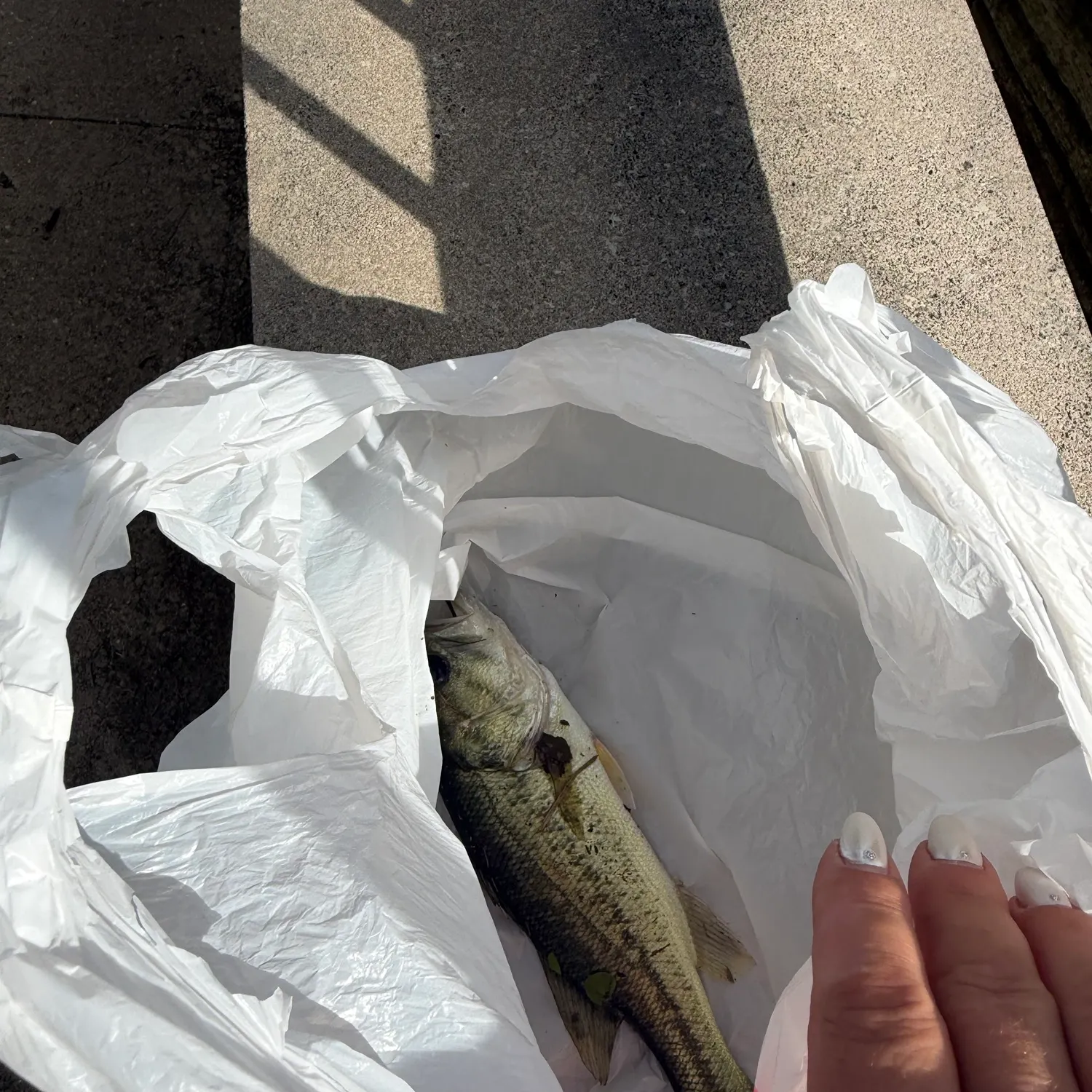 Largemouth bass caught on Fishbrain