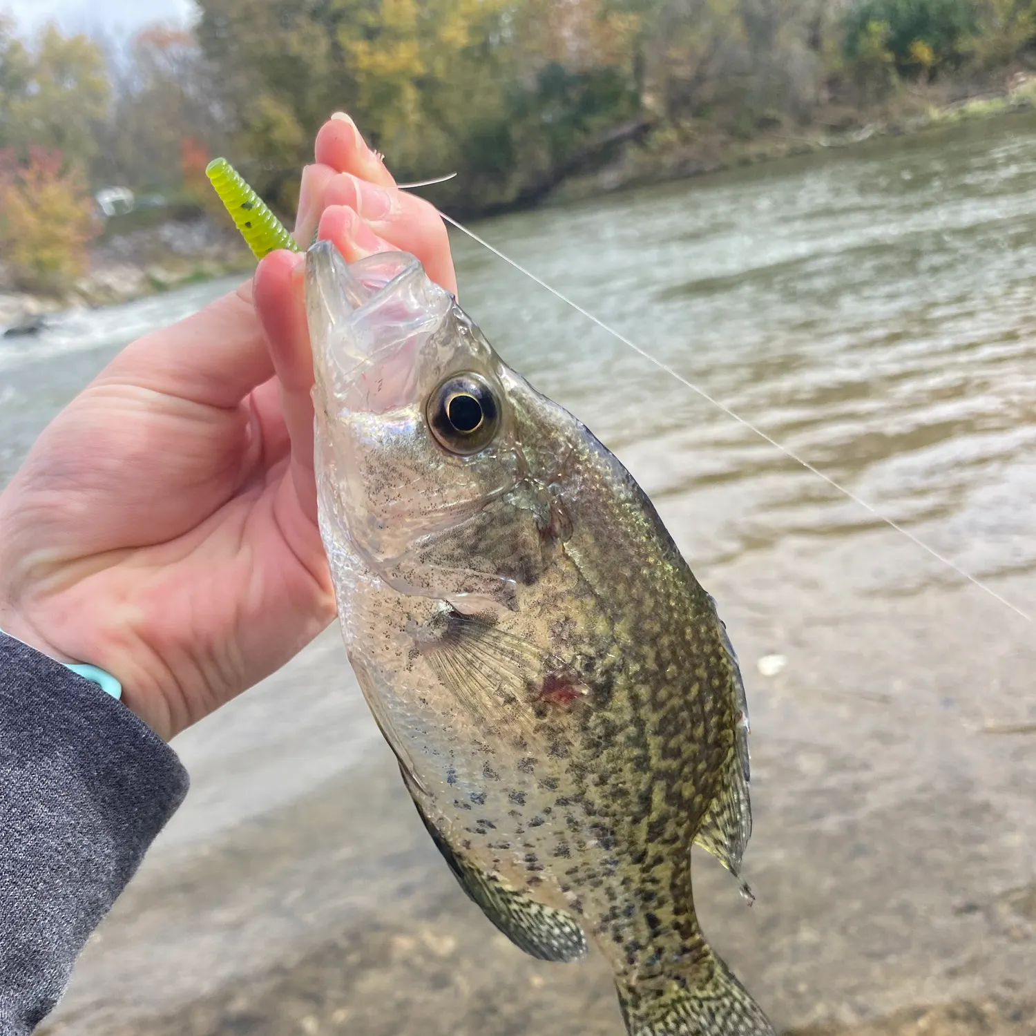 Black crappie caught on Fishbrain