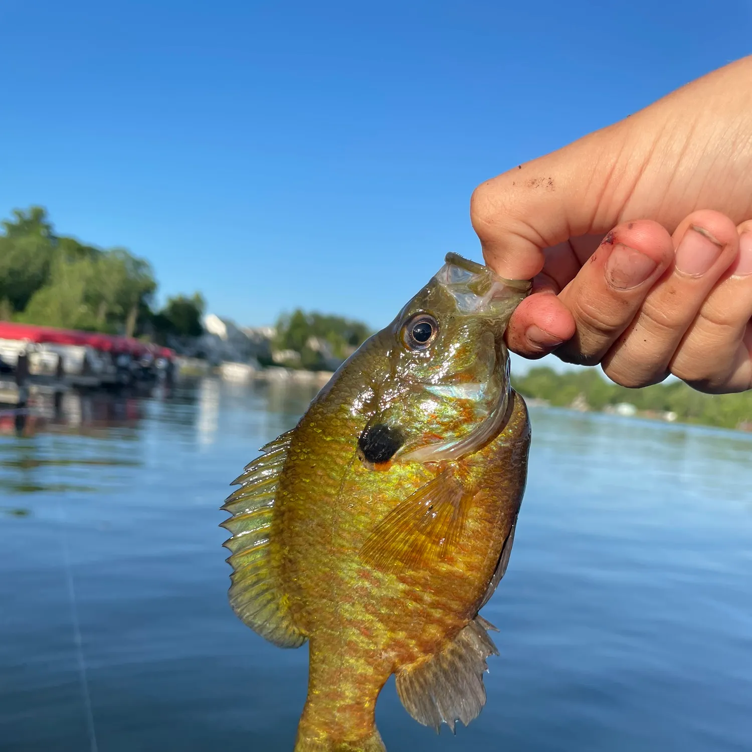 The most recent Wargill hybrid catches on Fishbrain
