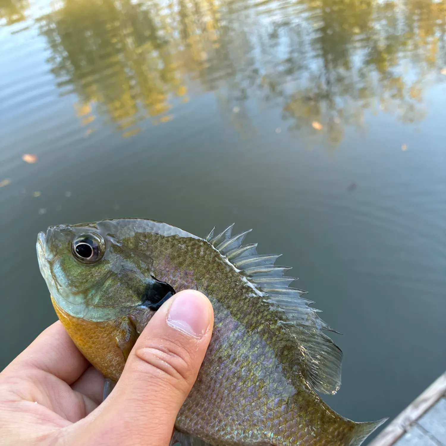 Bluegill caught on Fishbrain