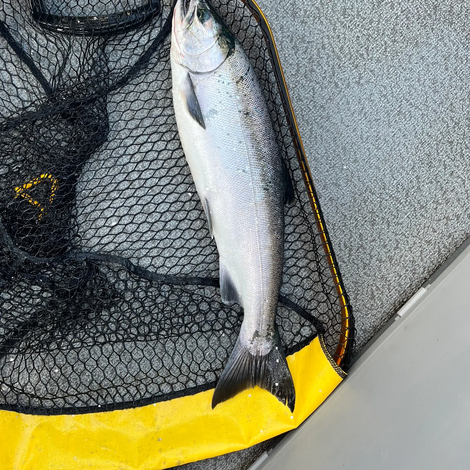 Coho salmon caught on Fishbrain