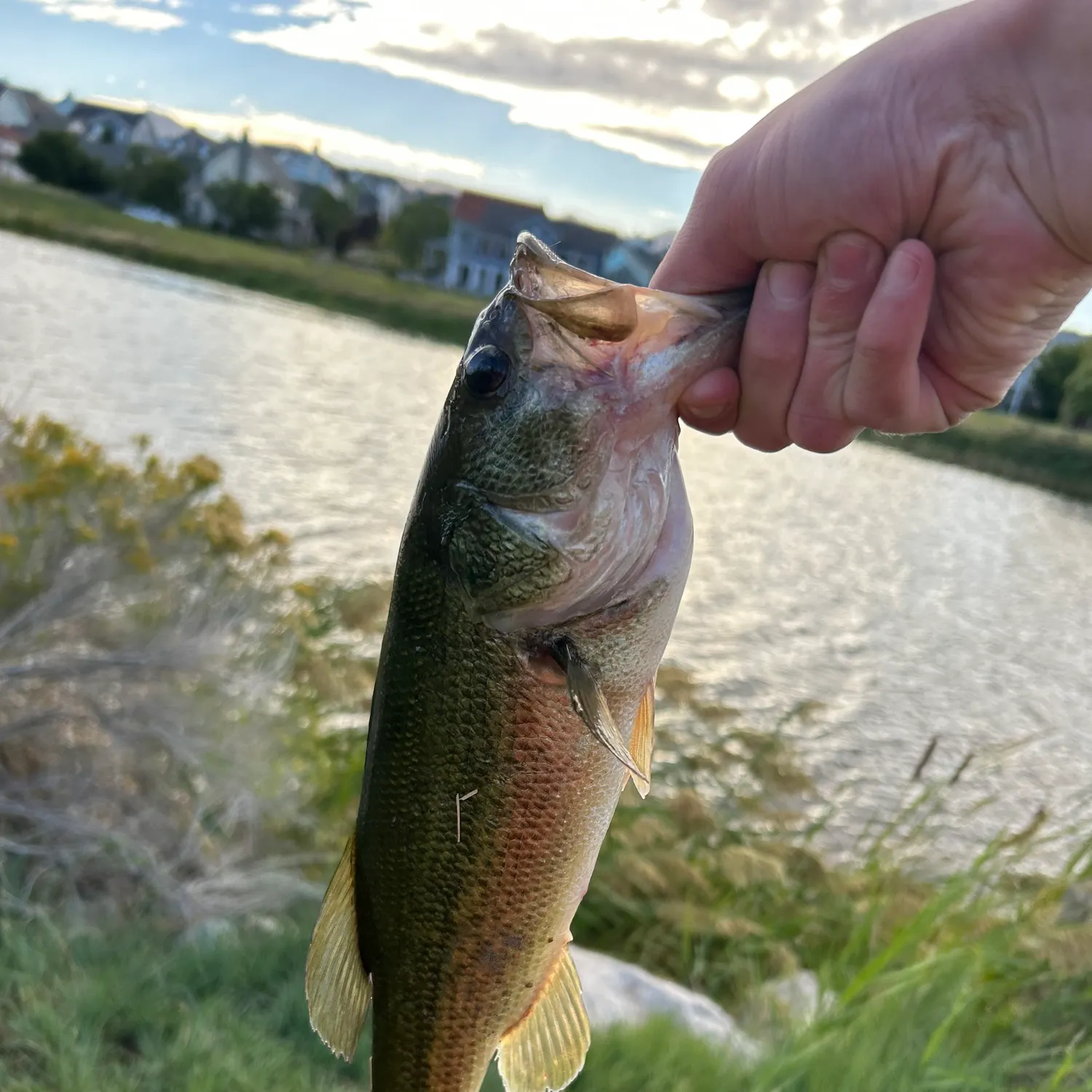Fish caught on Fishbrain