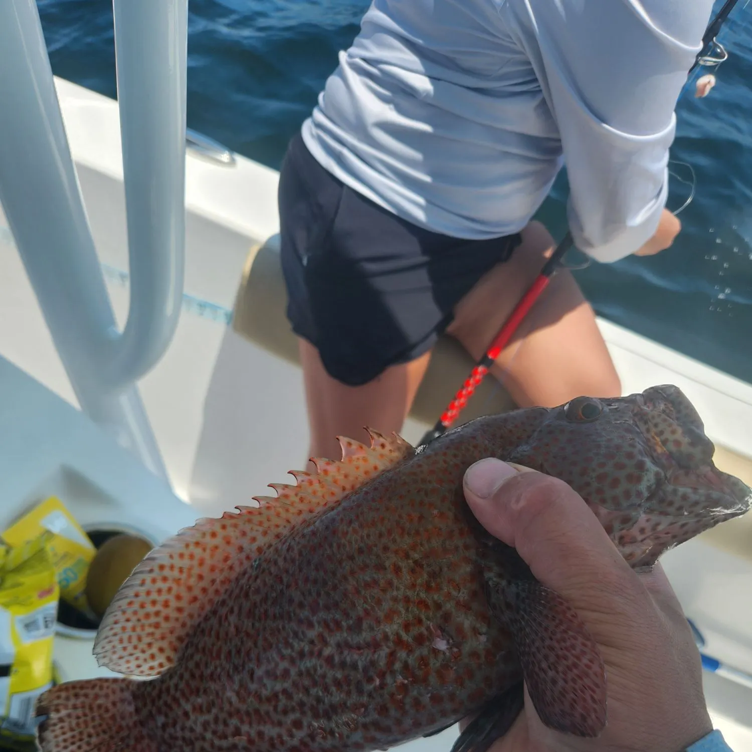 The most recent Orange-spotted grouper catches on Fishbrain