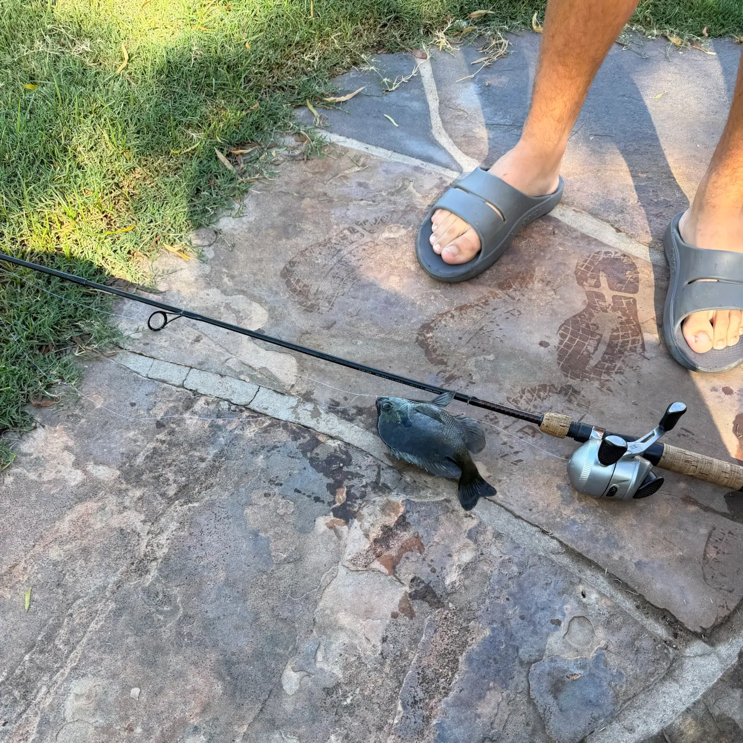 The most recent Coppernose bluegill catches on Fishbrain