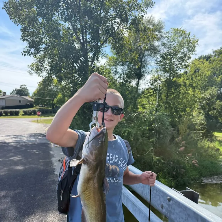 Channel catfish caught on Fishbrain