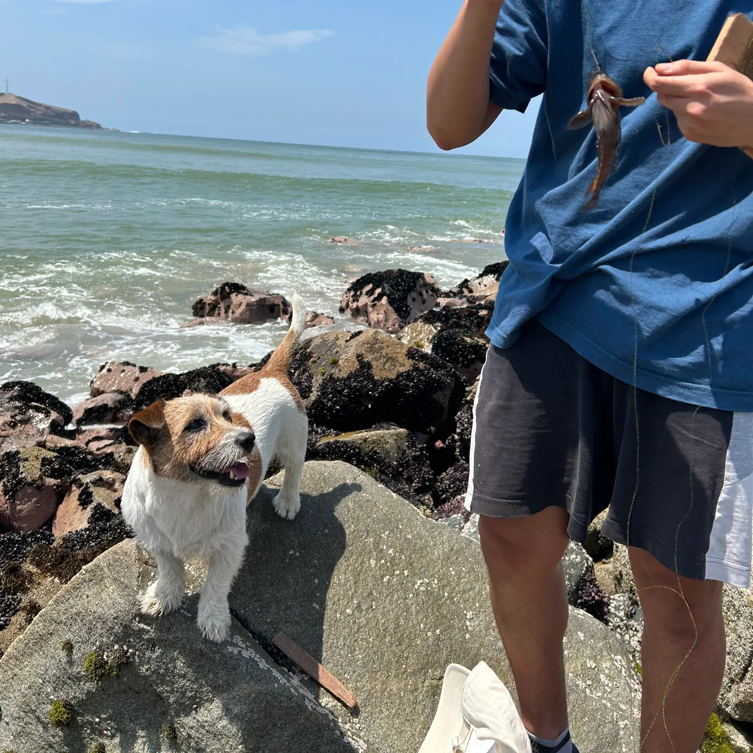 The most recent Peruvian rock seabass catches on Fishbrain