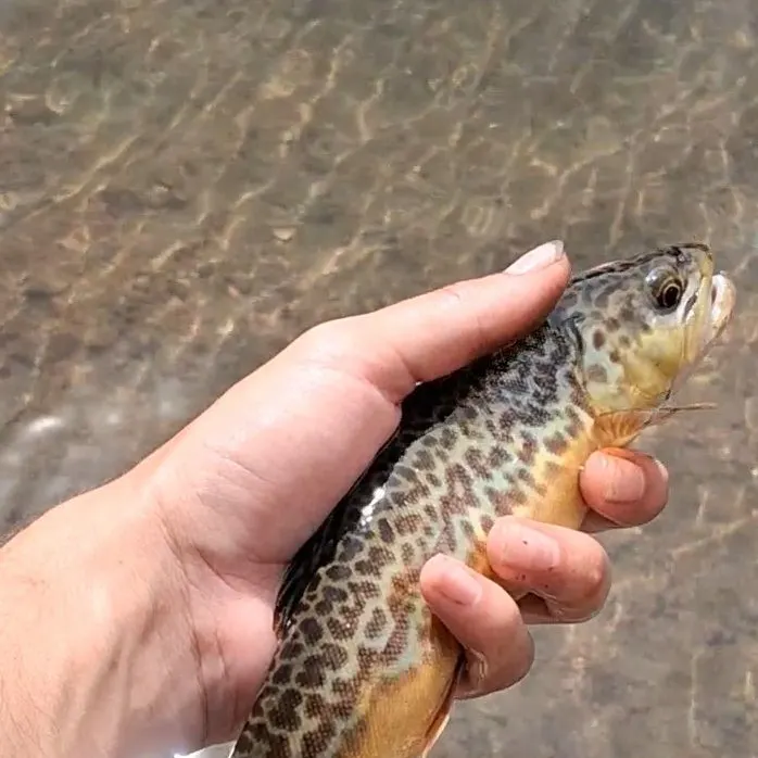 Tiger trout caught on Fishbrain