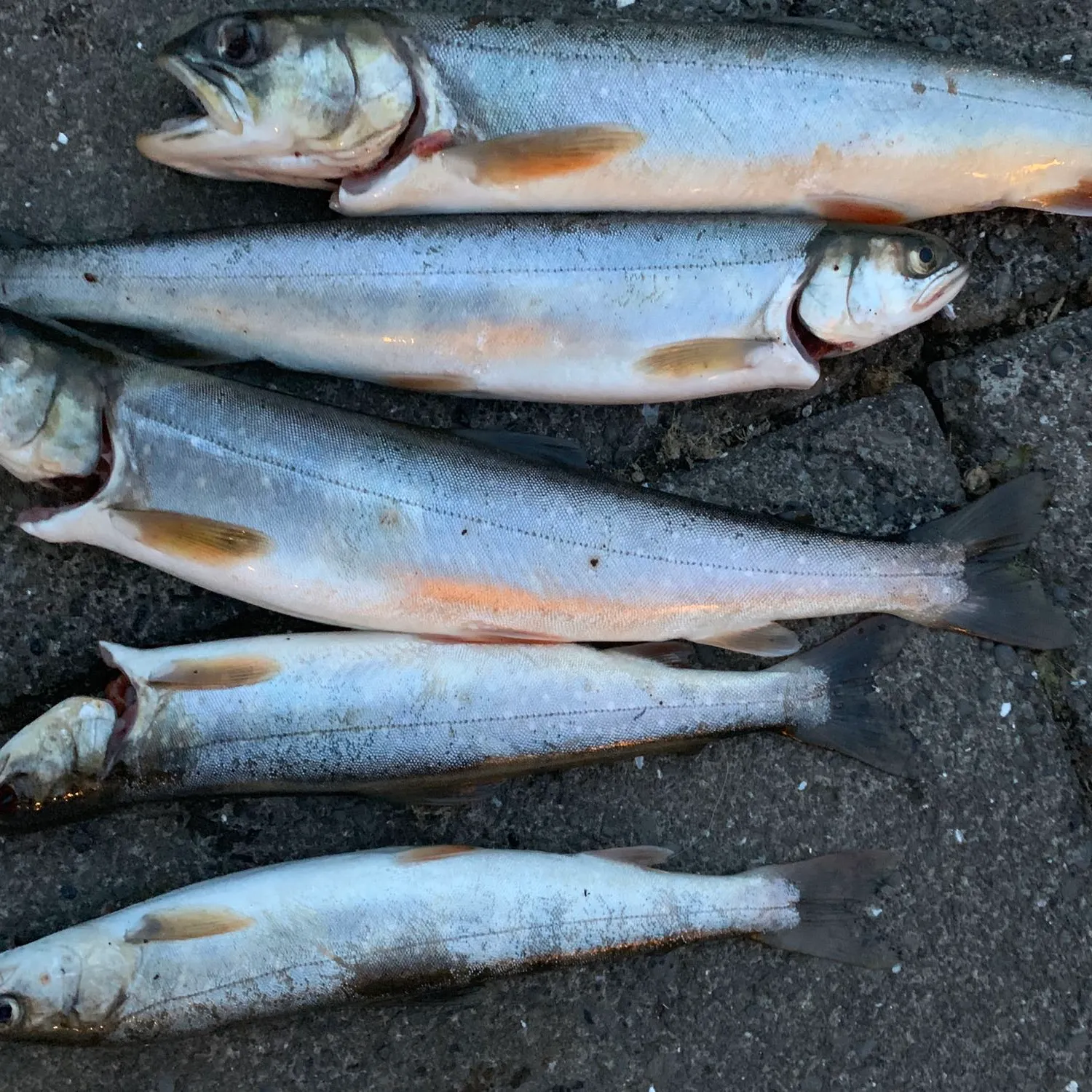 recently logged catches