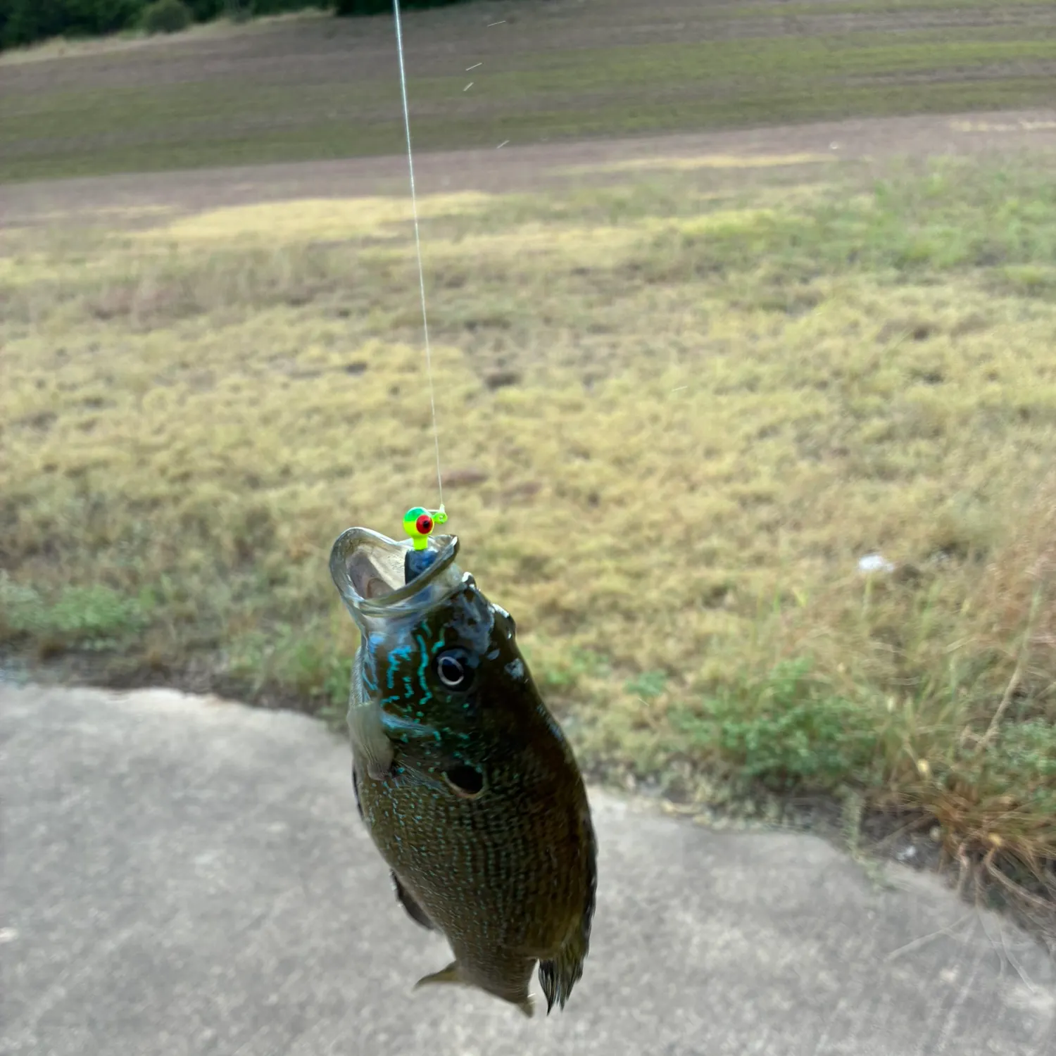 Green sunfish caught on Fishbrain