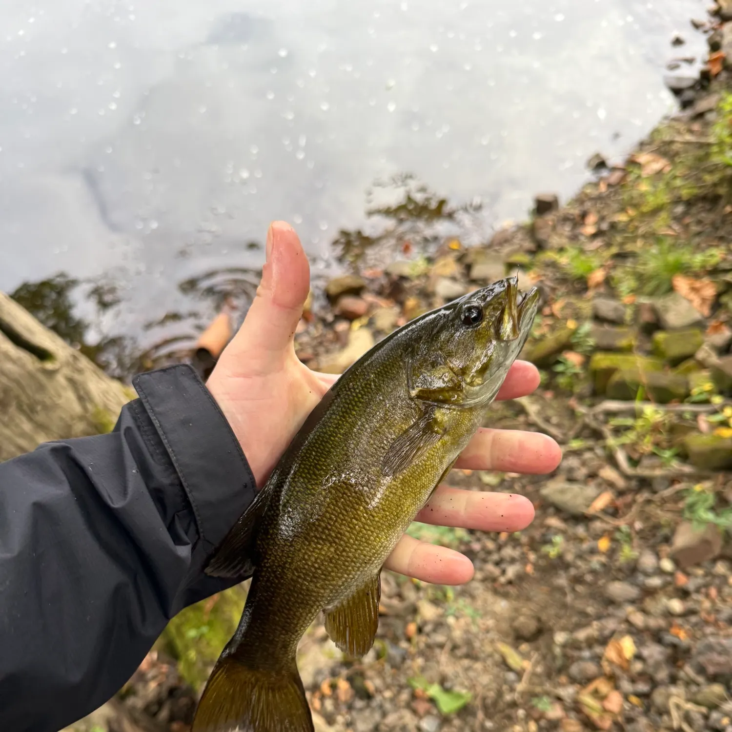 Smallmouth bass caught on Fishbrain