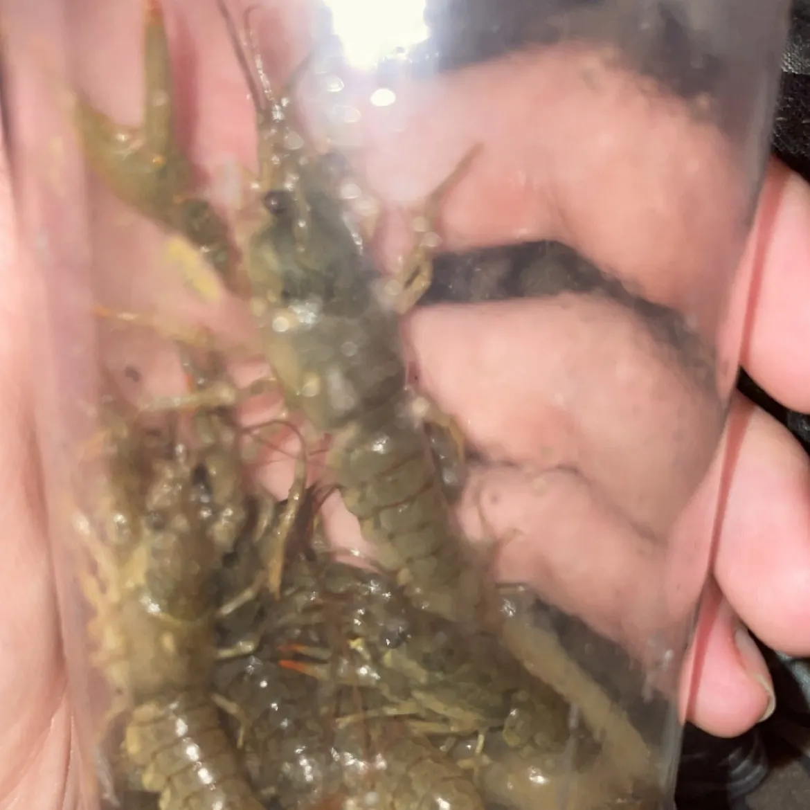 The most recent Allegheny crayfish catches on Fishbrain