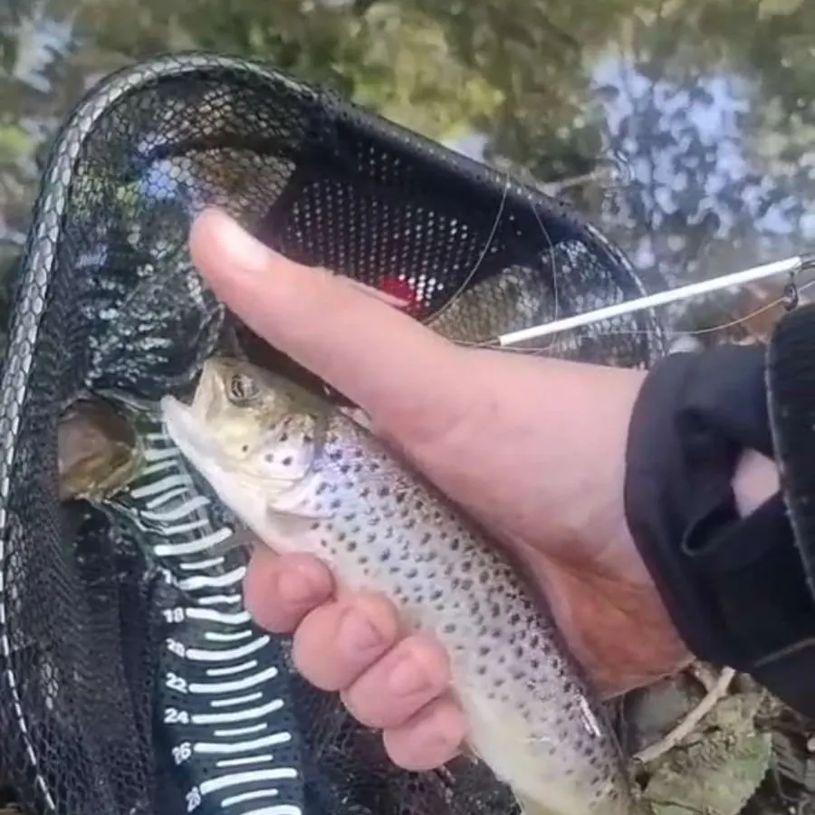 Brown trout caught on Fishbrain