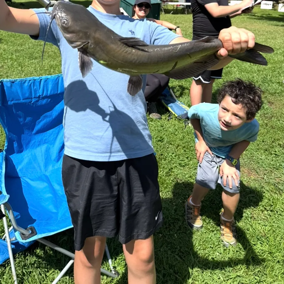 Channel catfish caught on Fishbrain