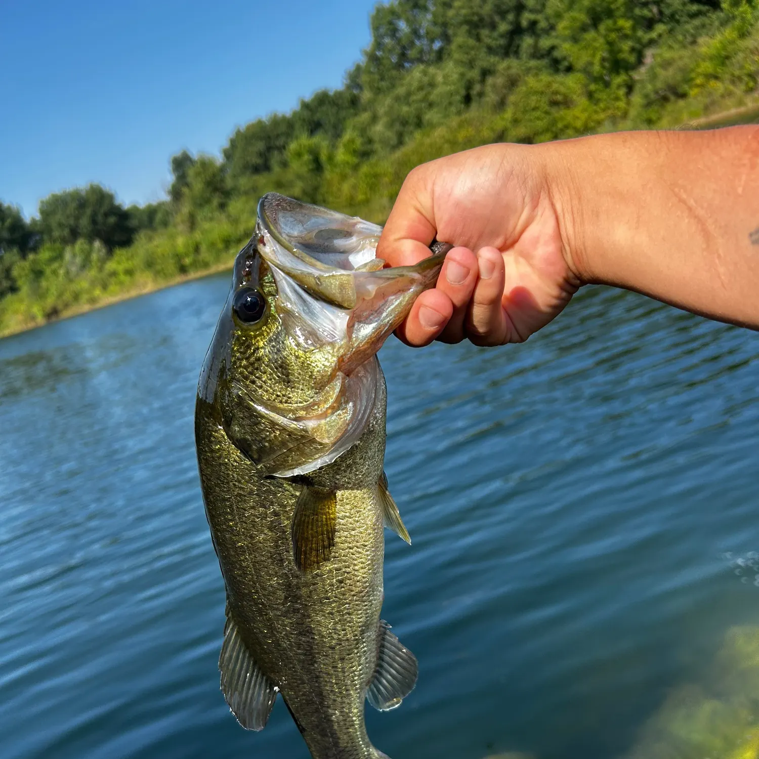 Largemouth bass caught on Fishbrain