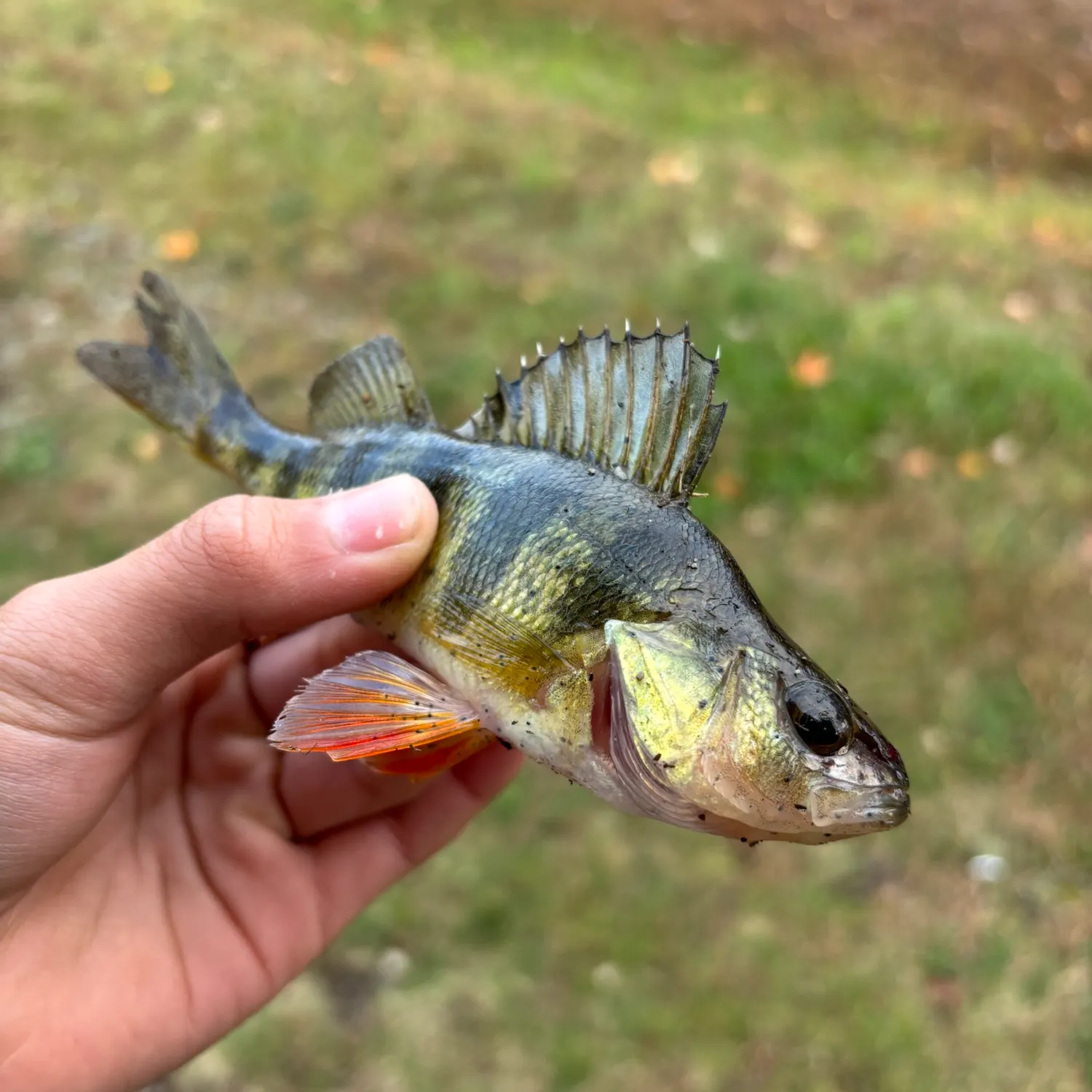 Yellow perch caught on Fishbrain
