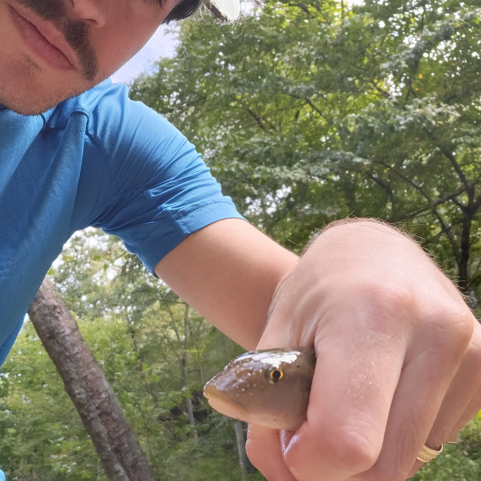 Creek chub caught on Fishbrain