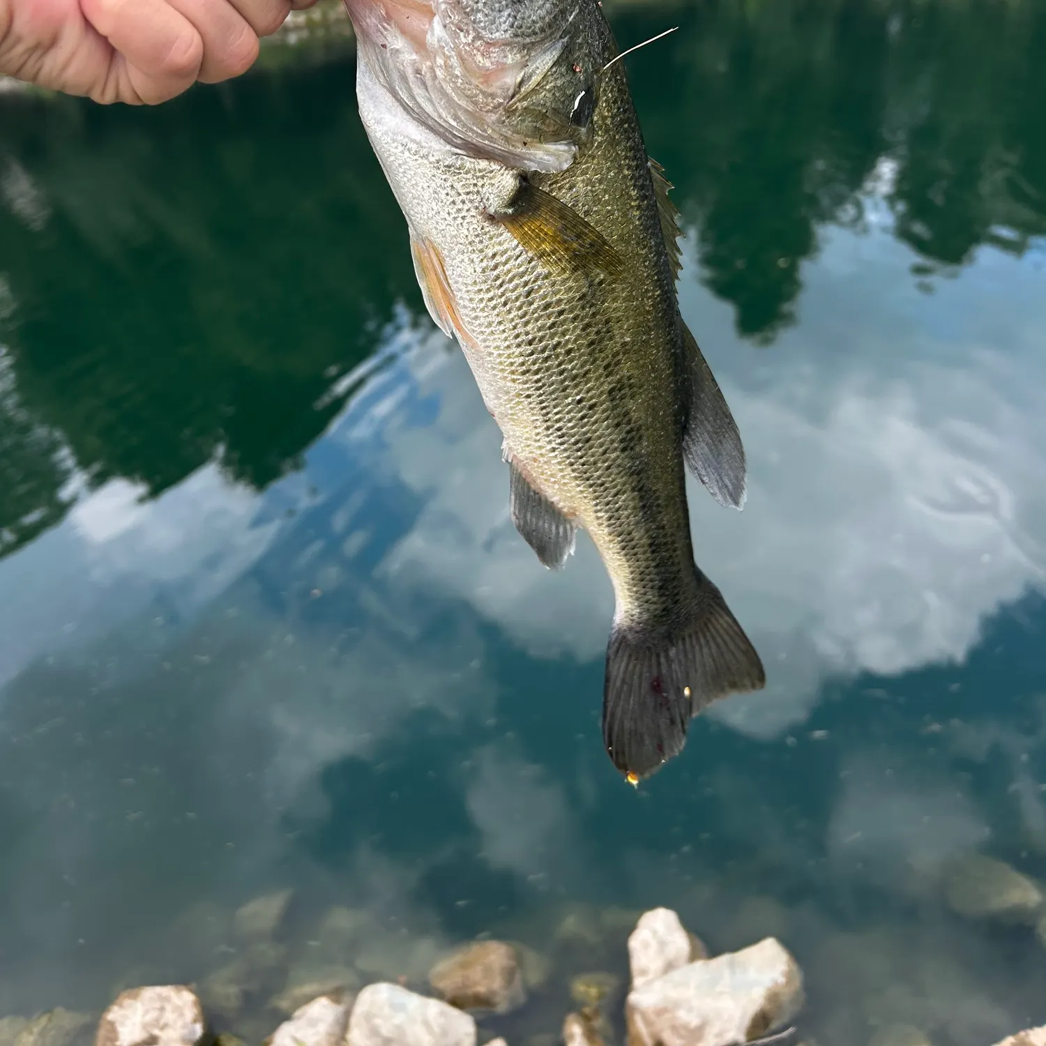 Largemouth bass caught on Fishbrain