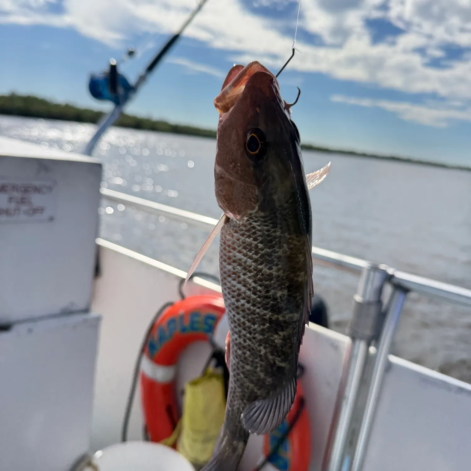 Sheepshead caught on Fishbrain
