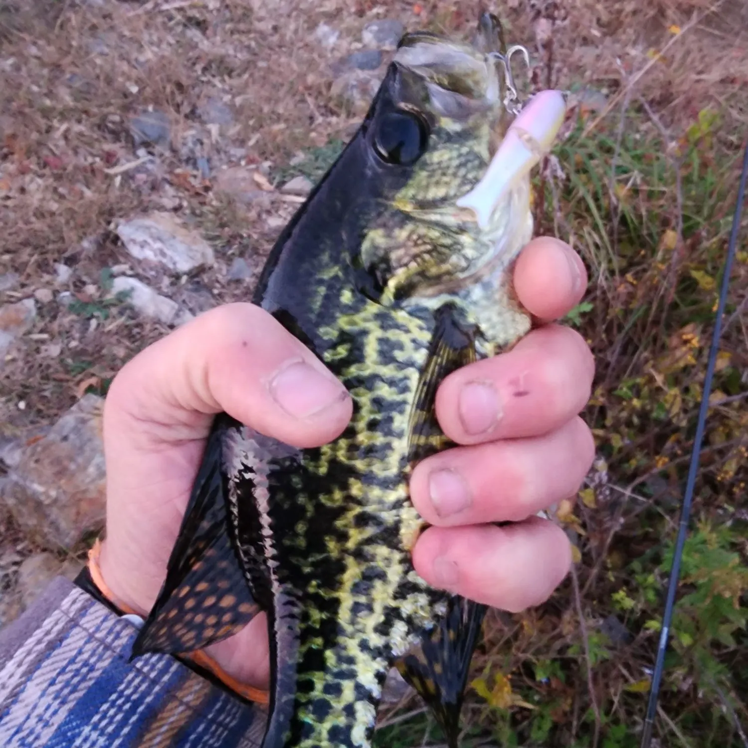 Black crappie caught on Fishbrain