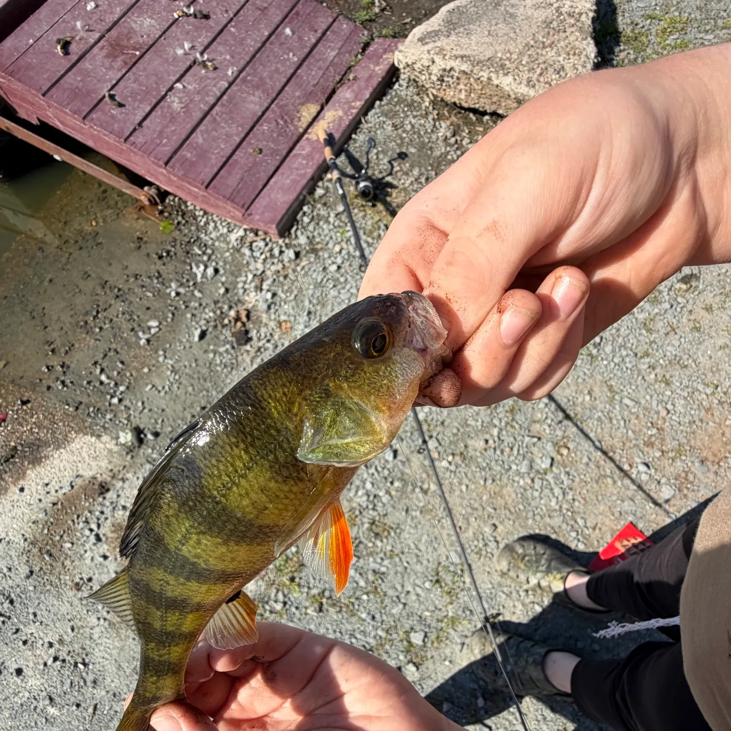 catch