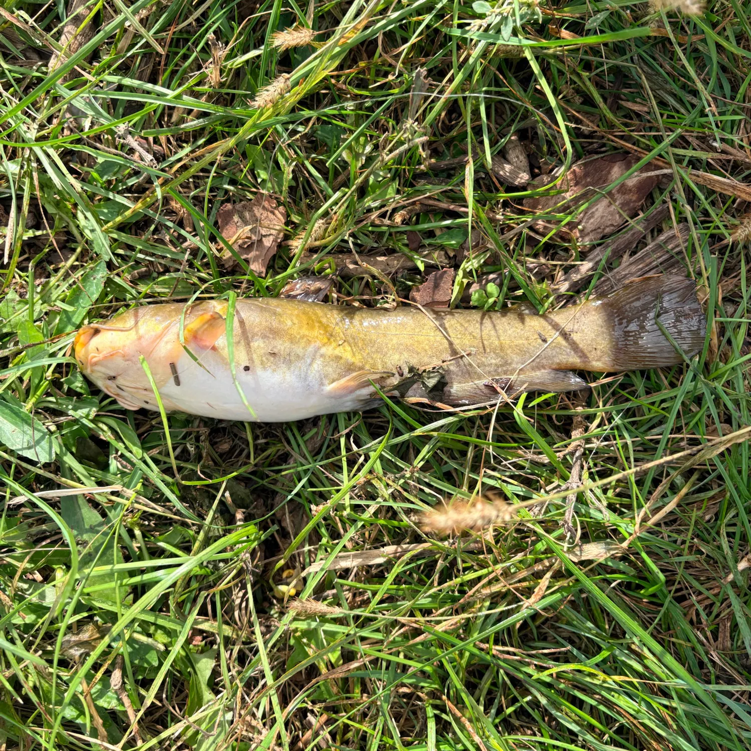 Yellow bullhead caught on Fishbrain