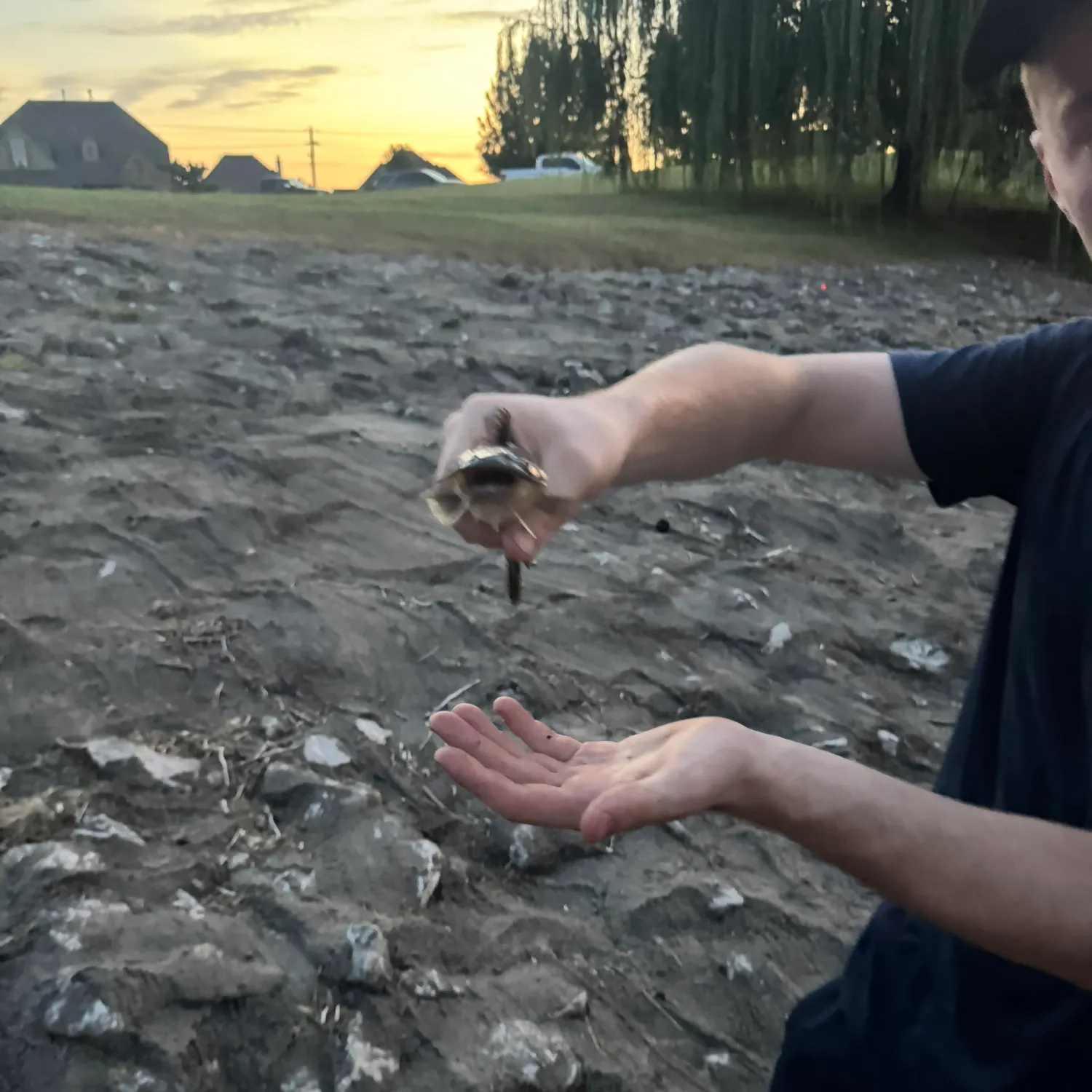 The most recent Black bullhead catches on Fishbrain