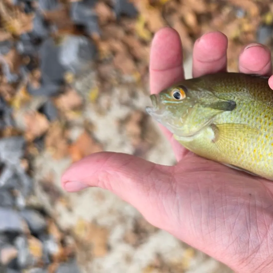 Redbreast sunfish caught on Fishbrain