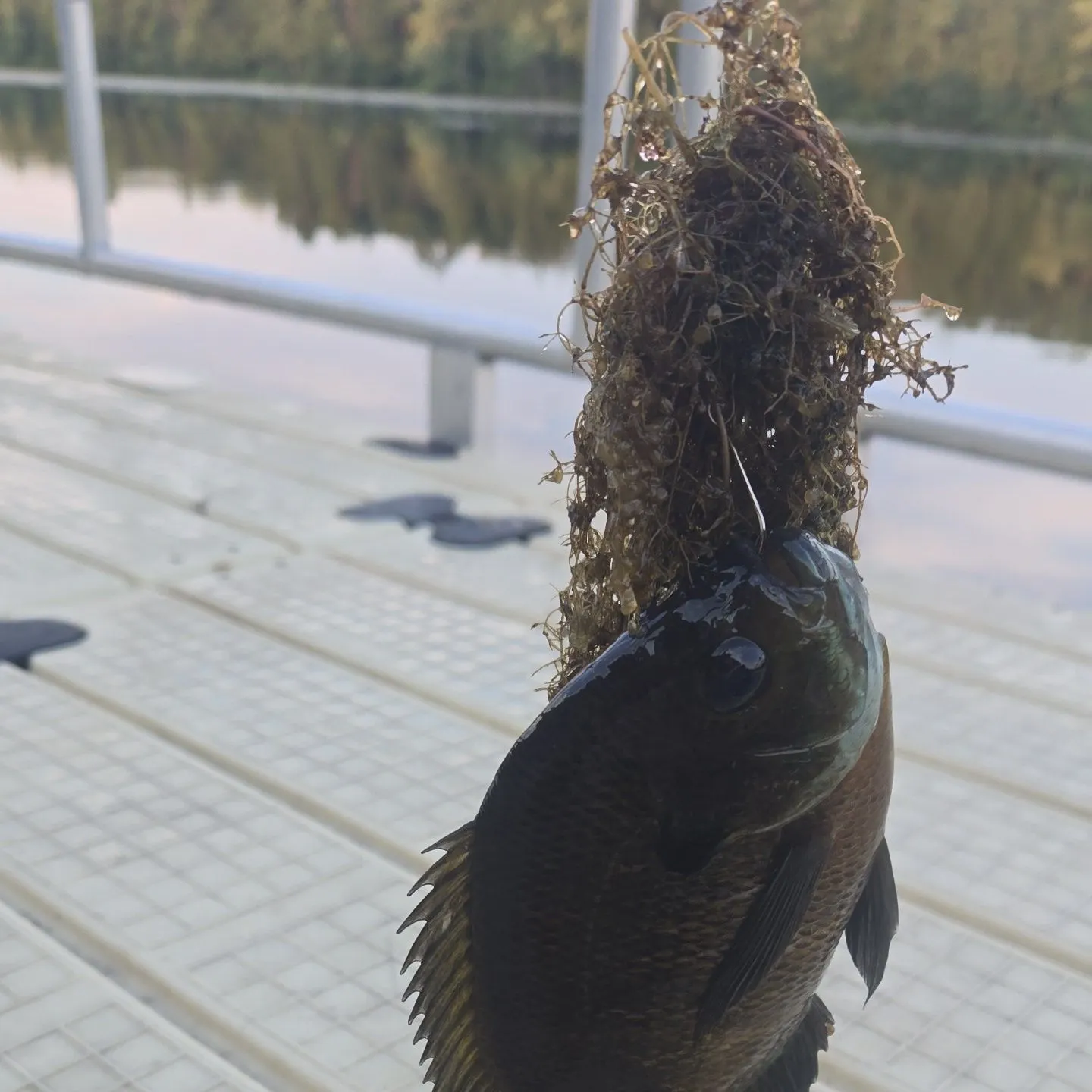 Bluegill caught on Fishbrain