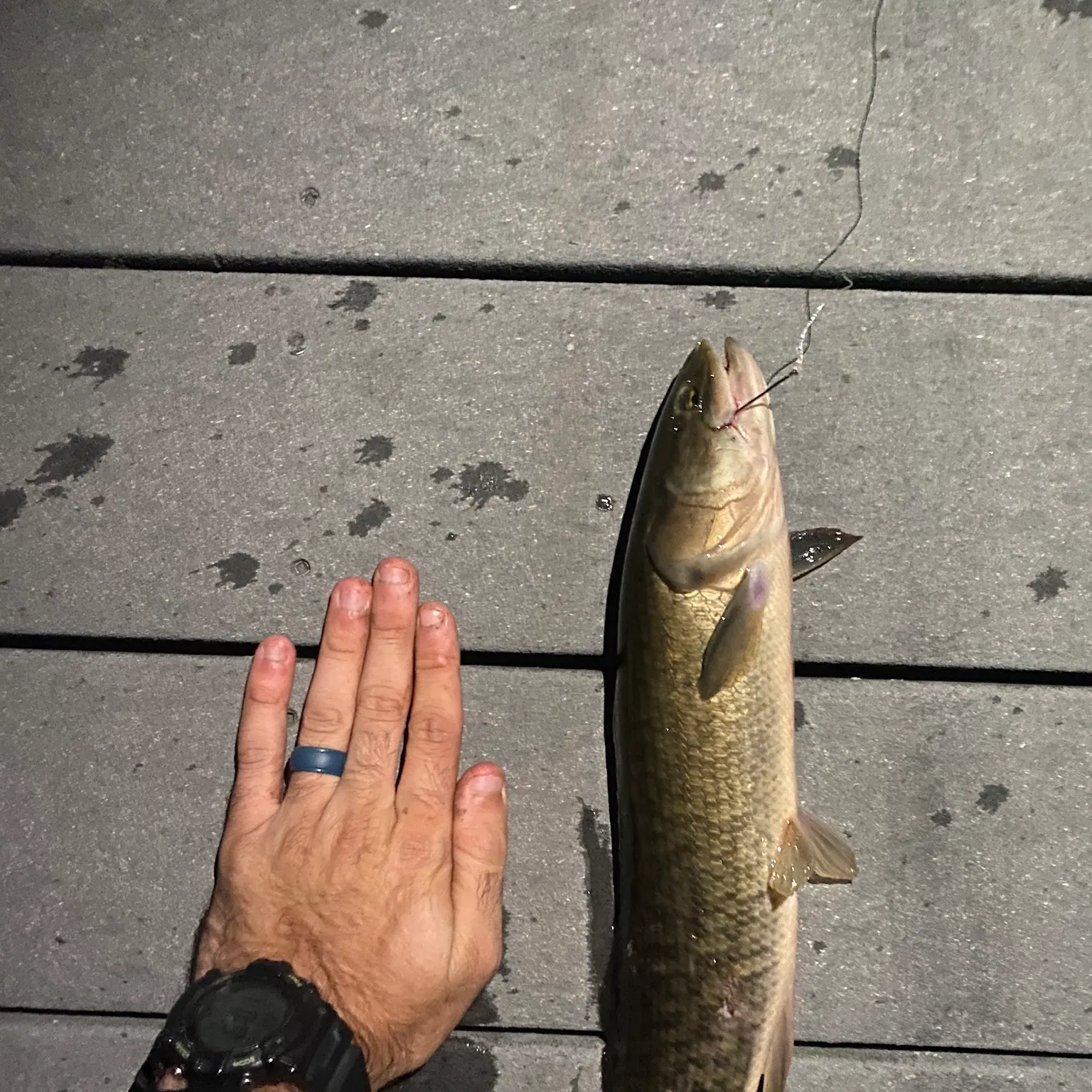 The most recent Ruddy bowfin catches on Fishbrain