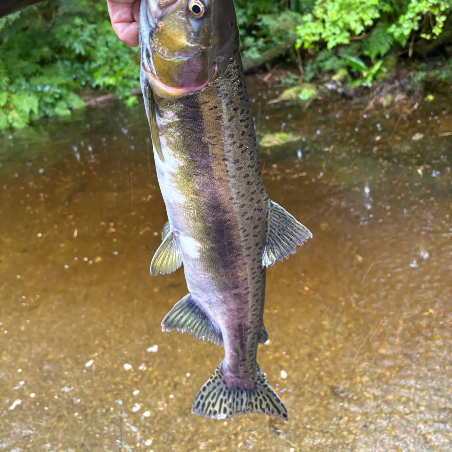 Pink salmon caught on Fishbrain