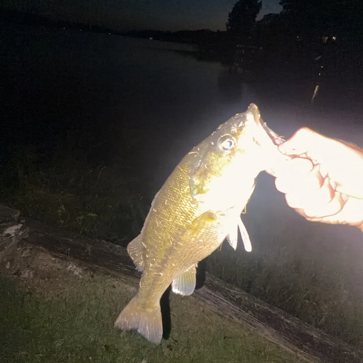Spotted bass caught on Fishbrain