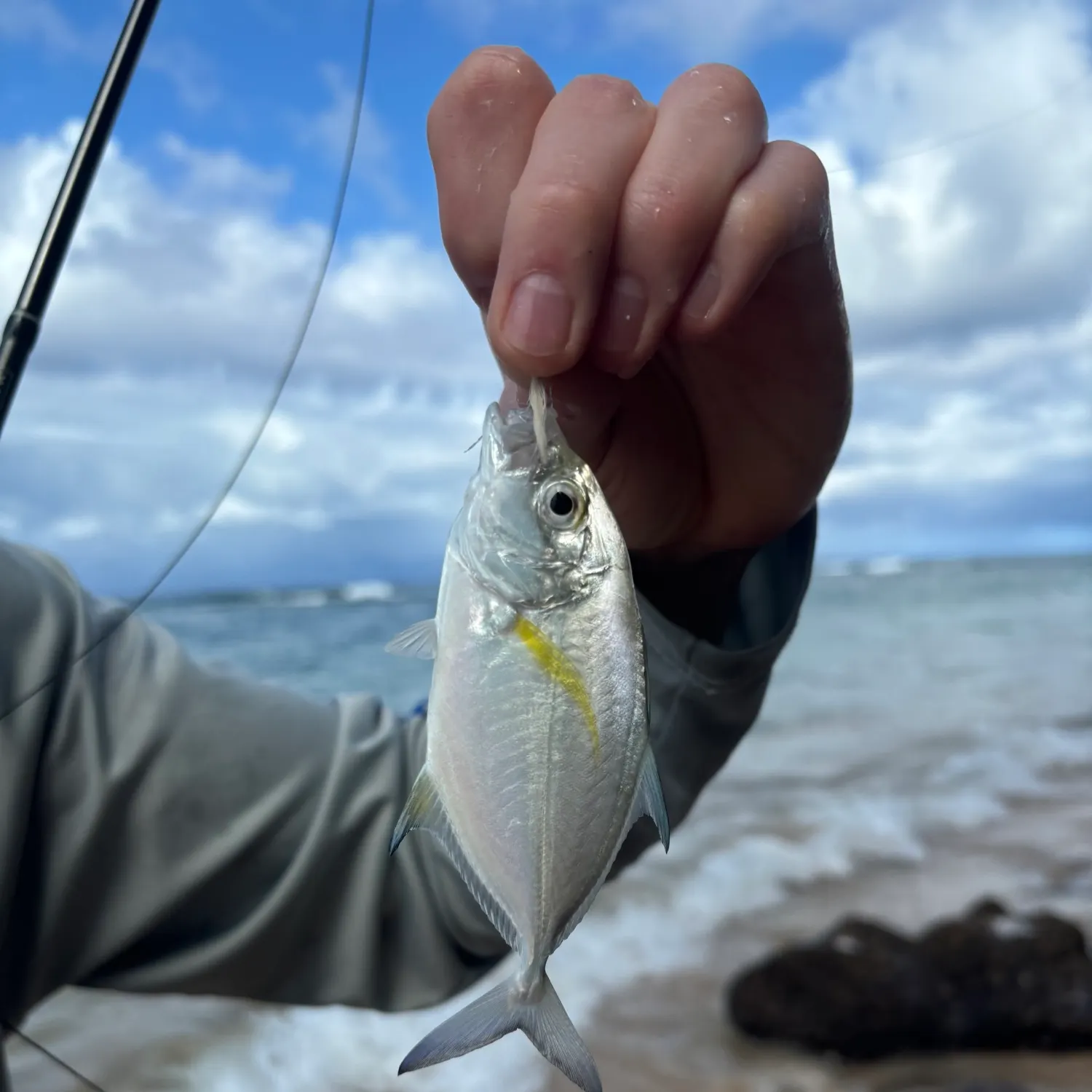 The most recent Bluefin trevally catches on Fishbrain