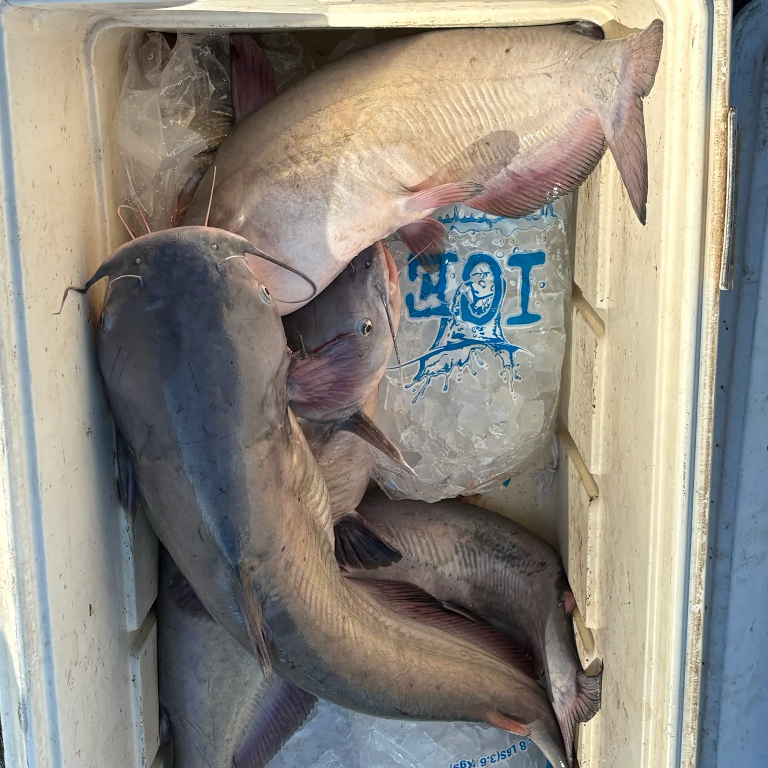 The most recent Channel catfish catches on Fishbrain