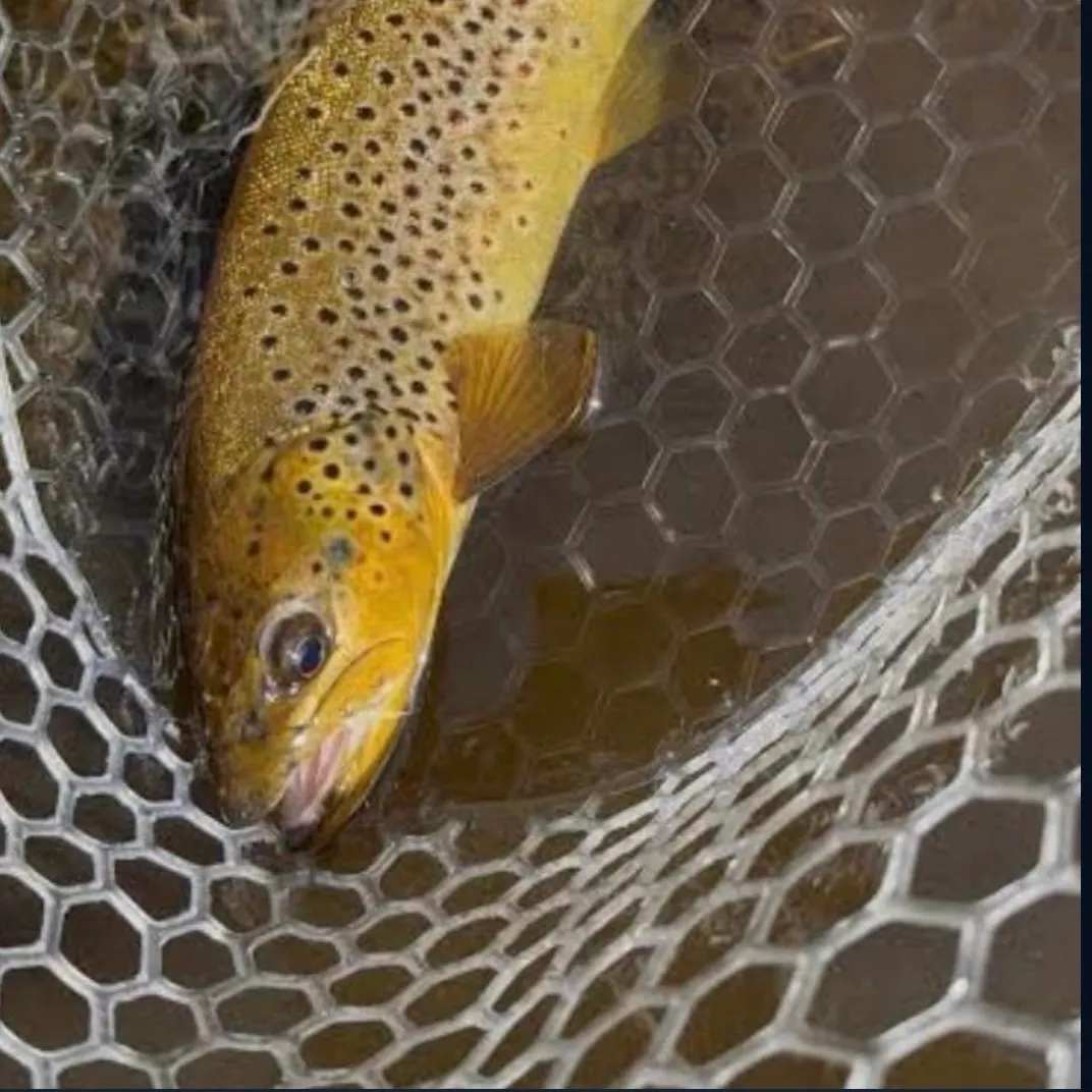 Brown trout caught on Fishbrain