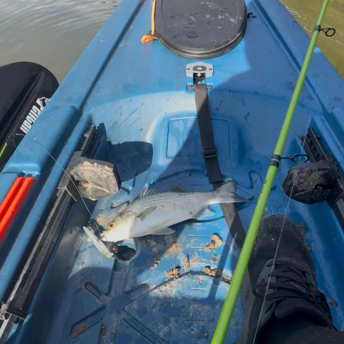 White bass caught on Fishbrain