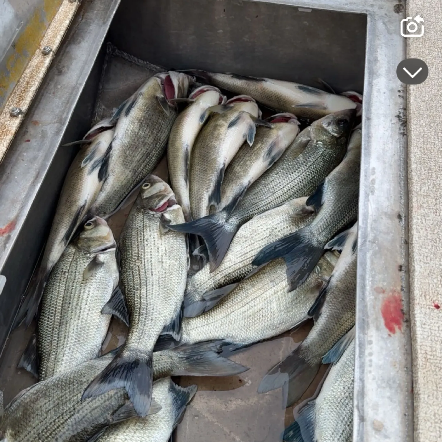 recently logged catches