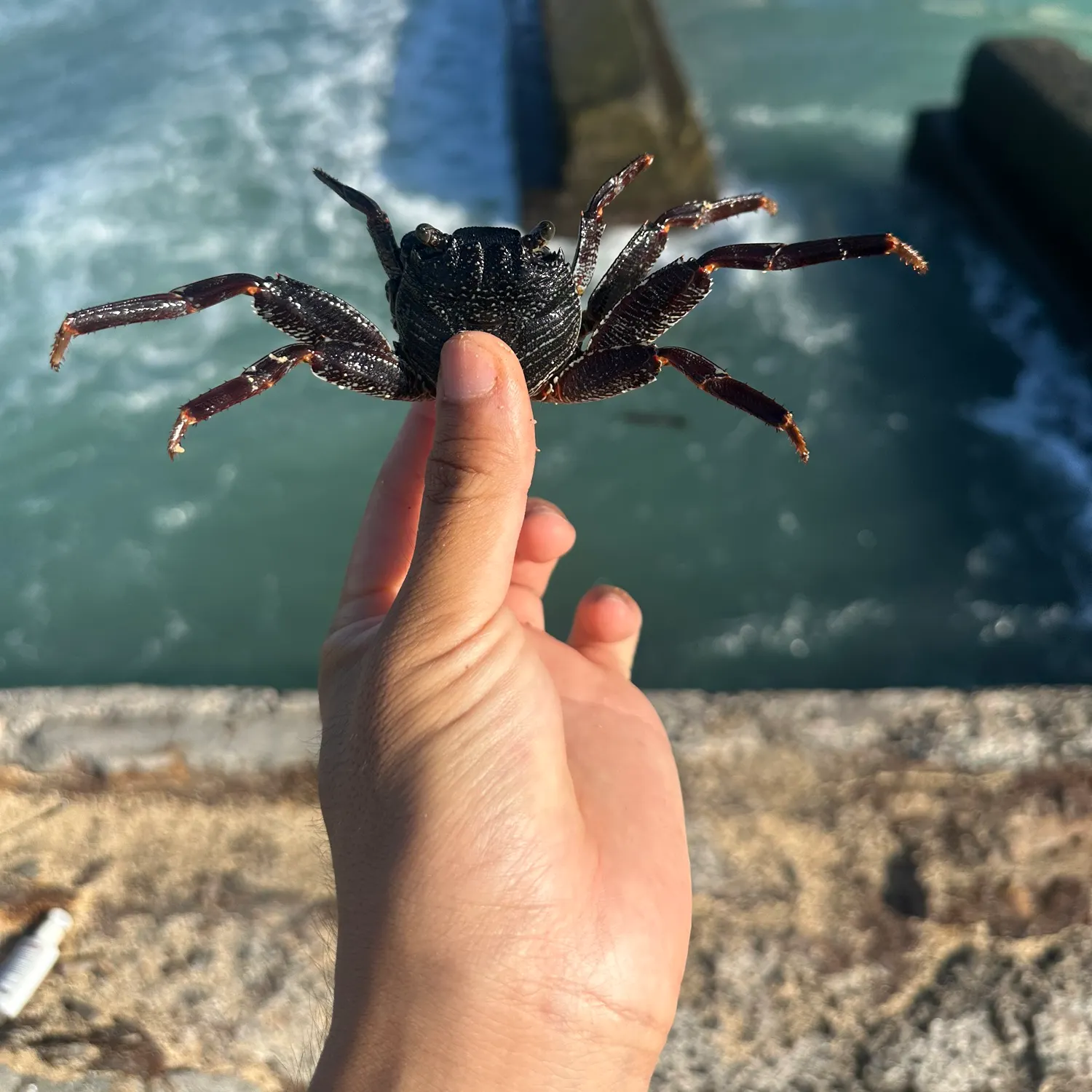 The most recent Thin-shelled rock crab catches on Fishbrain