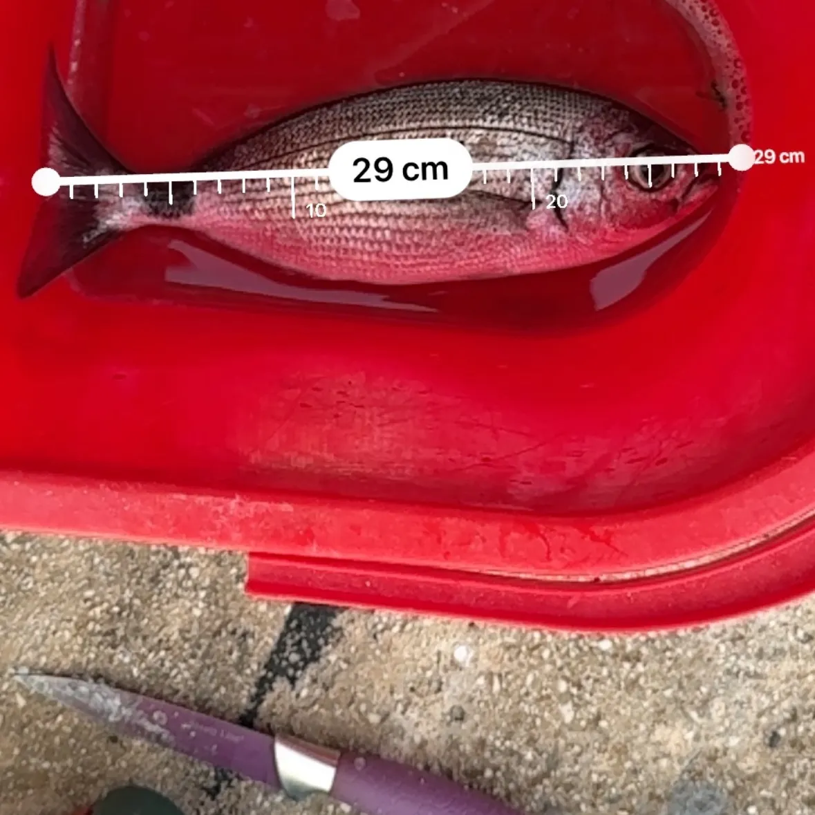 The most recent Saddled seabream catches on Fishbrain
