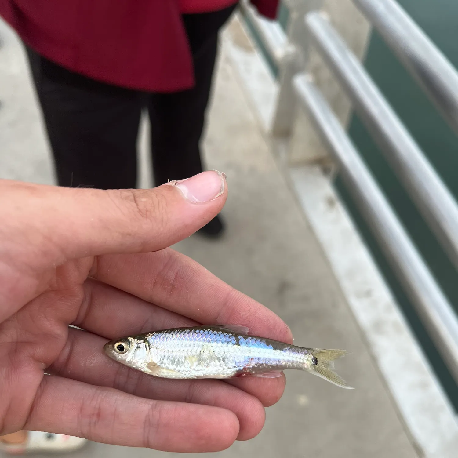 The most recent Spottail shiner catches on Fishbrain
