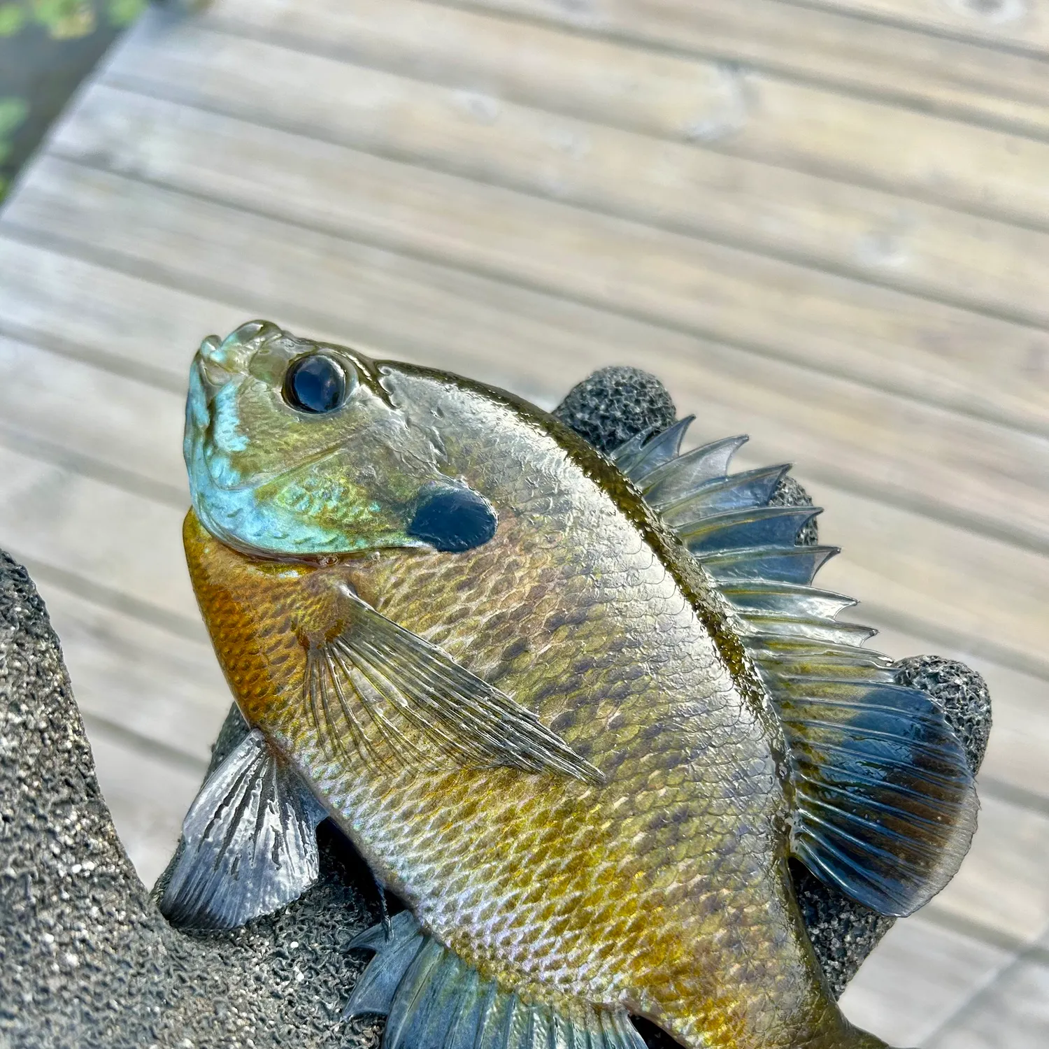 Bluegill caught on Fishbrain