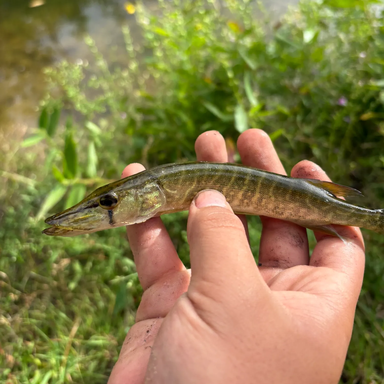 The most recent Redfin pickerel catches on Fishbrain