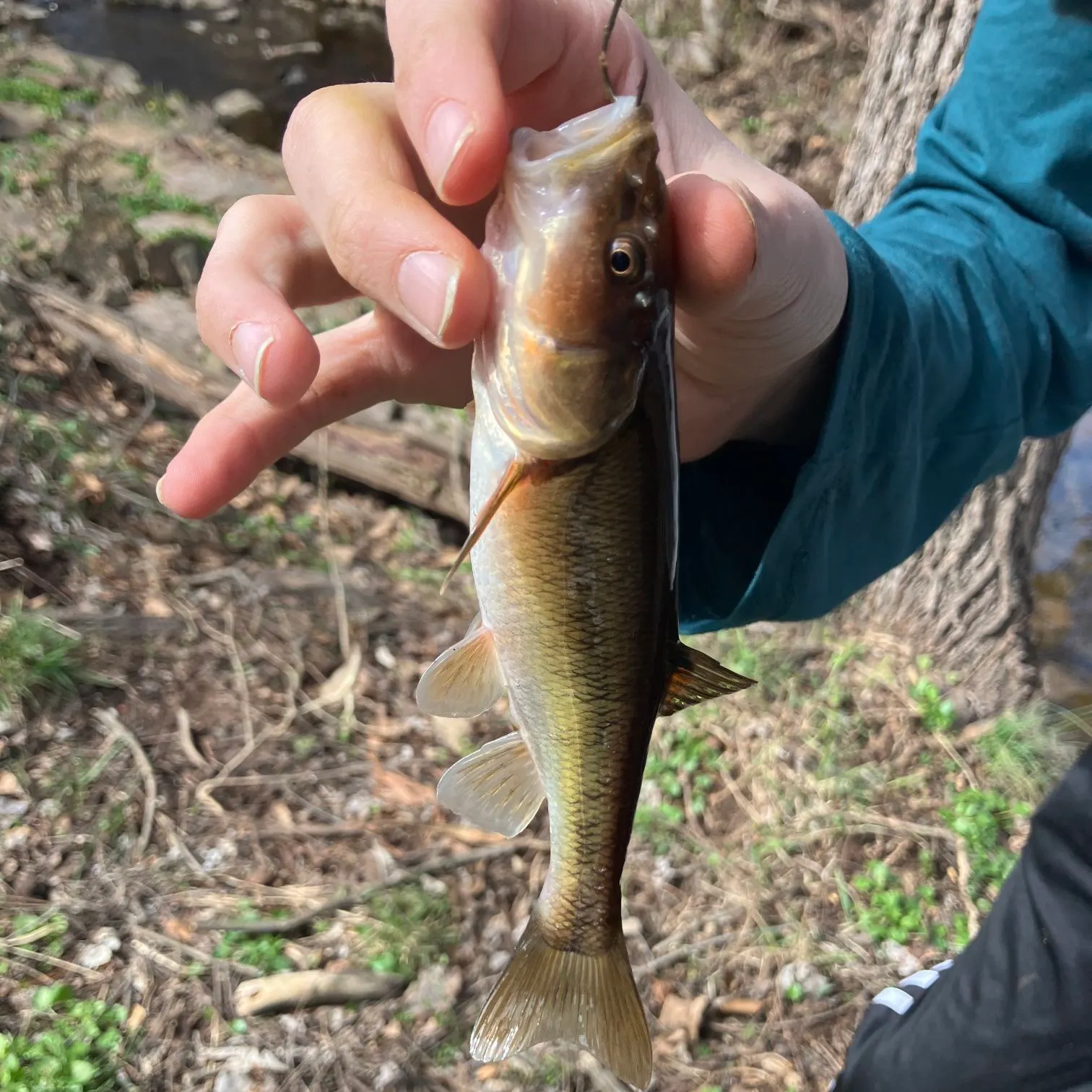 The most recent Hornyhead chub catches on Fishbrain