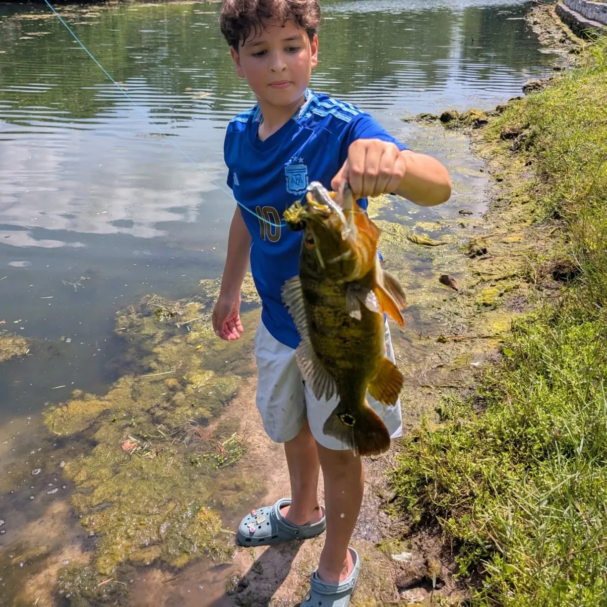 Butterfly peacock bass caught on Fishbrain