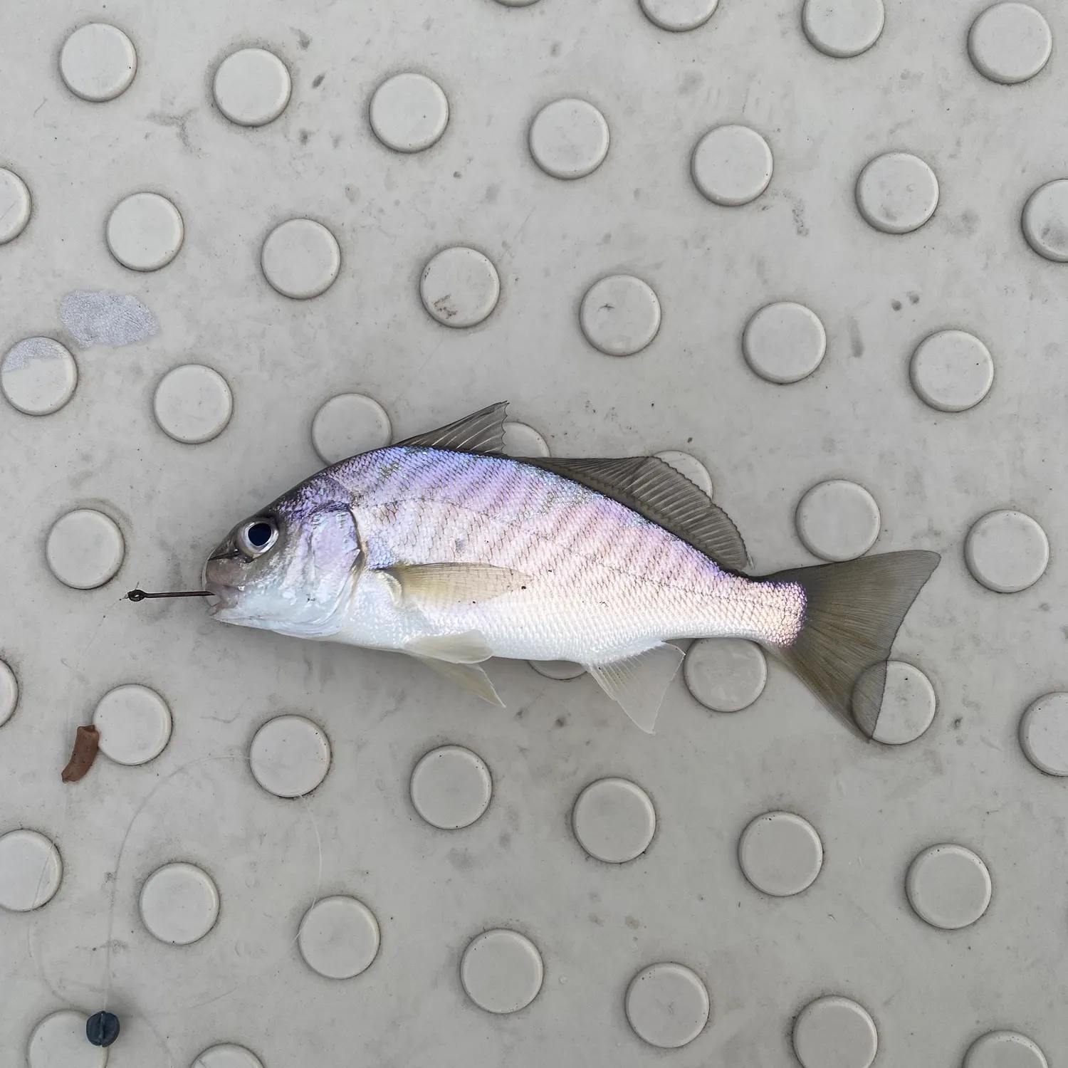 Spot croaker caught on Fishbrain