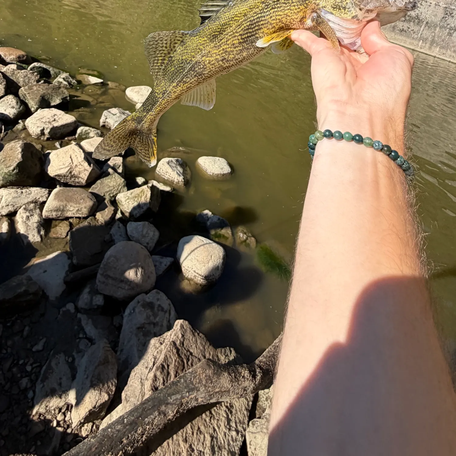 The most recent Saugeye catches on Fishbrain
