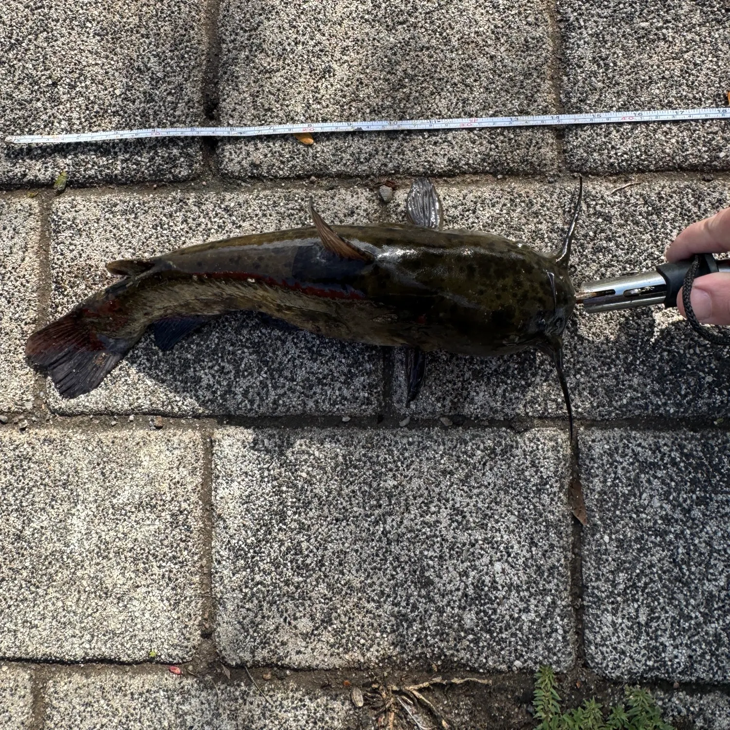 Brown bullhead caught on Fishbrain