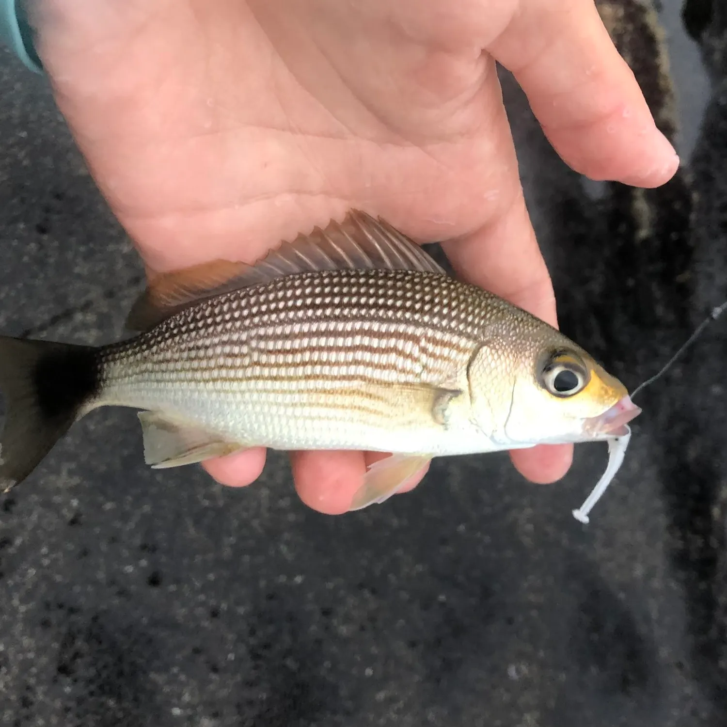 The most recent Spottail grunt catches on Fishbrain