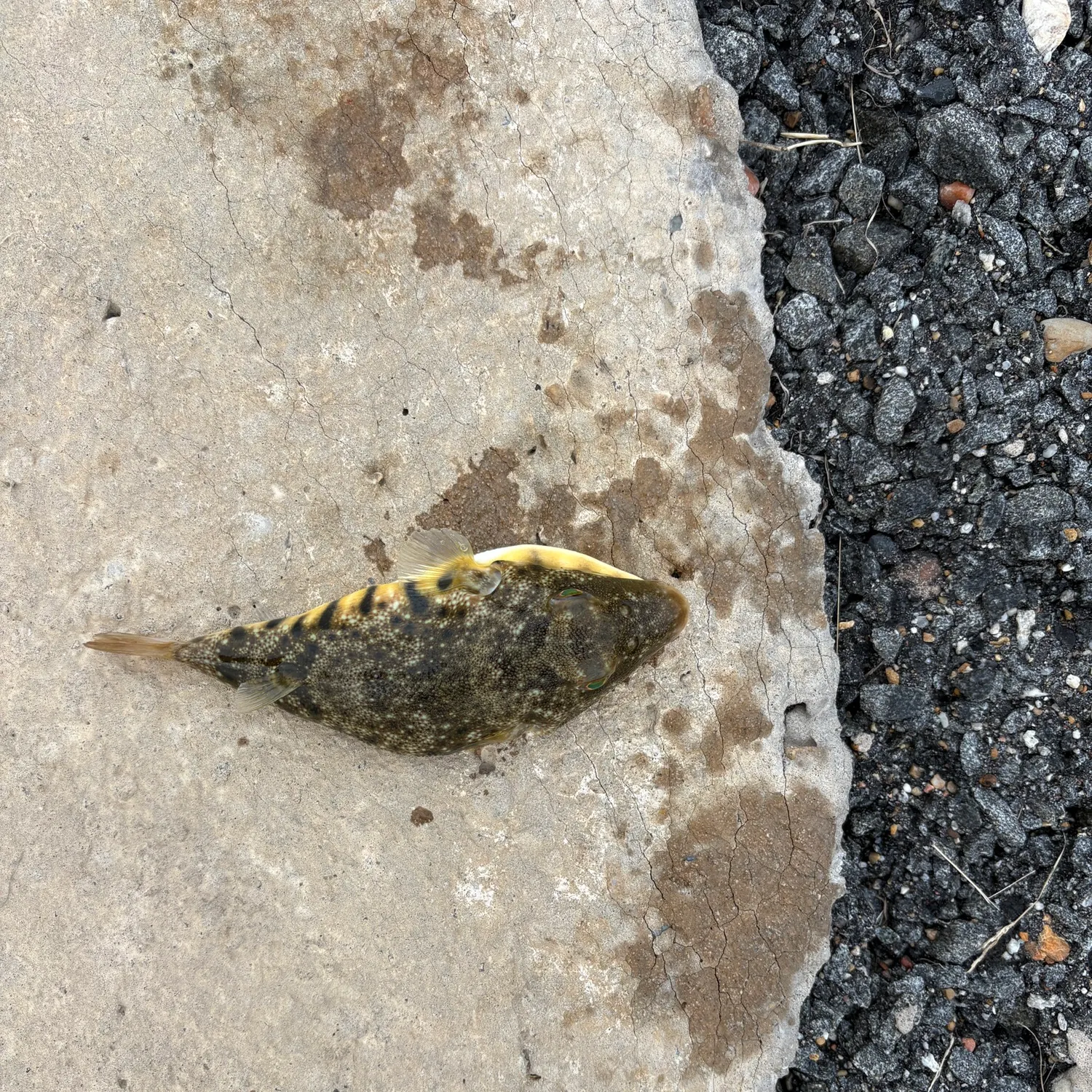 Fish caught on Fishbrain